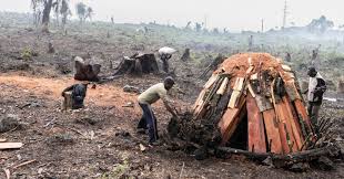 ENVIRONNEMENT : L’AGRICULTURE VIVRIÈRE, UNE ALTERNATIVE À LA DÉFORESTATION