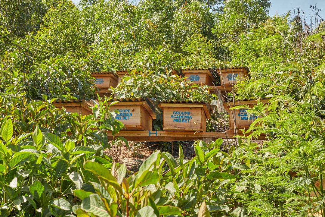 Journée mondiale des abeilles 2026 : Apiculture durable et lutte contre le faux miel