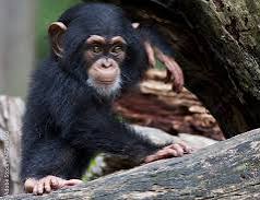 GARAMBA : UN JEUNE CHIMPANZÉ SAUVÉ DU TRAFIC ILLÉGAL, SYMBOLE DE LA LUTTE POUR LA PRÉSERVATION DES FORÊTS