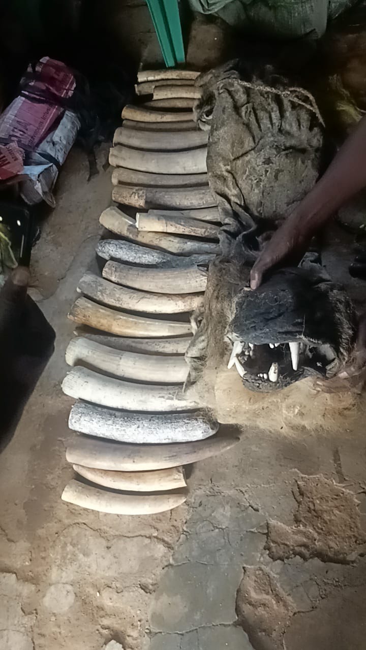 BENI : 30 KG D'IVOIRE D'ÉLÉPHANT ET UNE PEAU DE LION SAISIS, TROIS TRAFIQUANTS PRÉSUMÉS ARRÊTÉS