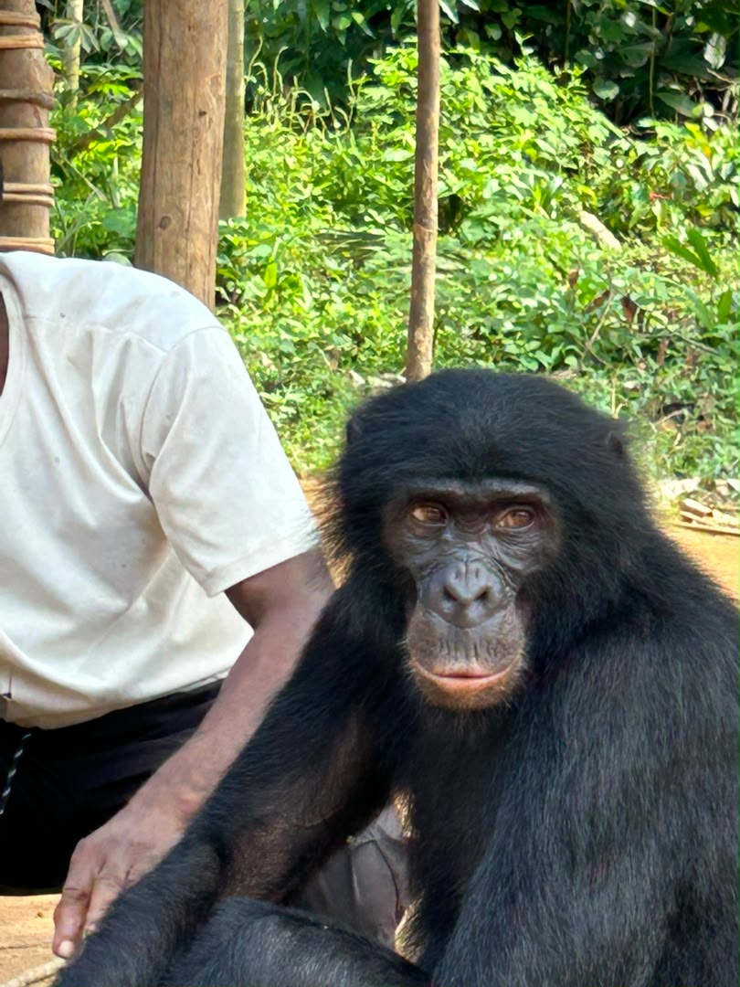 À DJOLU, LIKONDA LE BONOBO QUI A FRANCHI LA FRONTIÈRE ENTRE LA FORÊT ET LE VILLAGE