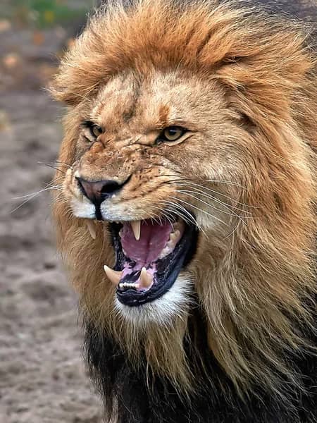 Sankuru : un lion rôde entre deux villages et plonge Katako-Kombe dans la peur