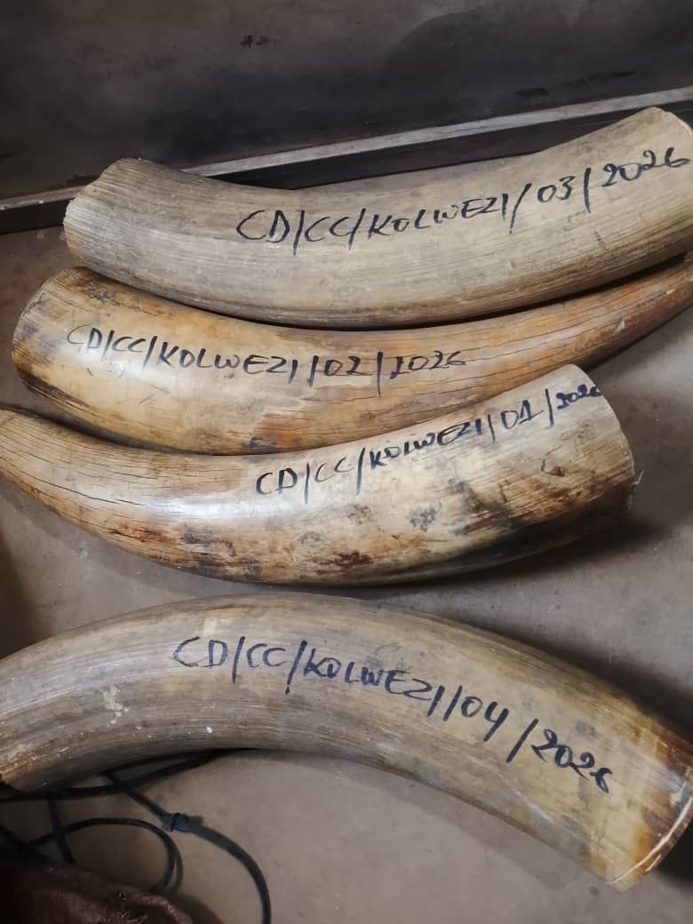 KOLWEZI : 60 KG D’IVOIRE SAISIS, UNE ENQUÊTE S’OUVRE SUR UN PRÉSUMÉ RÉSEAU DE TRAFIC