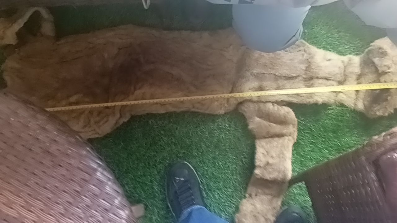 TRAFIC D’ESPÈCES SAUVAGES : UNE PEAU DE LION SAISIE À BUTEMBO, LES SUSPECTS PRENNENT LA FUITE