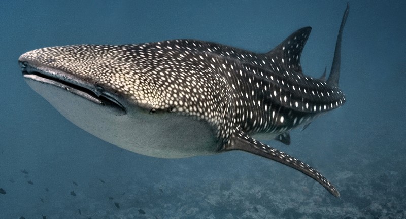 REQUIN-BALEINE : LE GÉANT DES OCÉANS QUI FILTRE LA VIE ET ALERTE SUR LA SANTÉ DES MERS