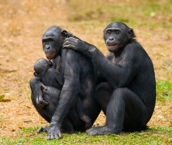 BONOBO : LE DERNIER GRAND SINGE 100 % CONGOLAIS AU BORD DU PRÉCIPICE