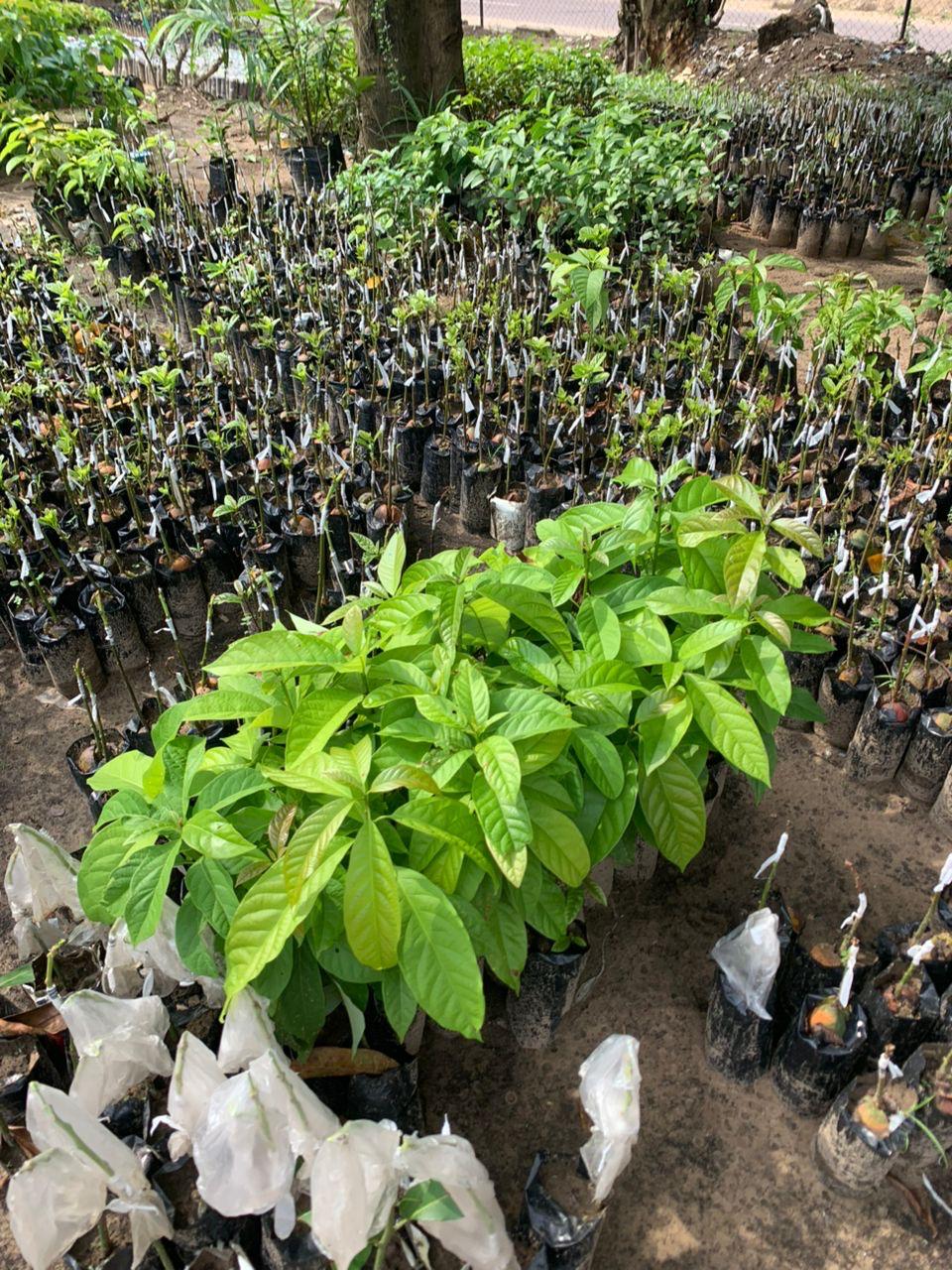Agronomie en RDC : entre défis alimentaires et solutions durables