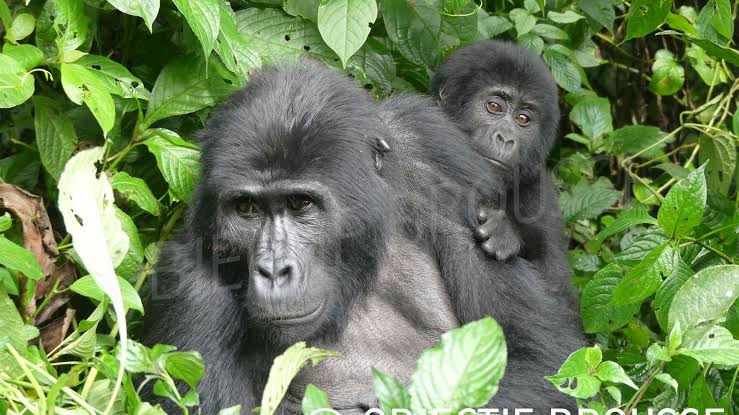 JOURNÉE MONDIALE DES GORILLES : EN RDC, LE DERNIER REFUGE DE DEUX GORILLES EN DANGER