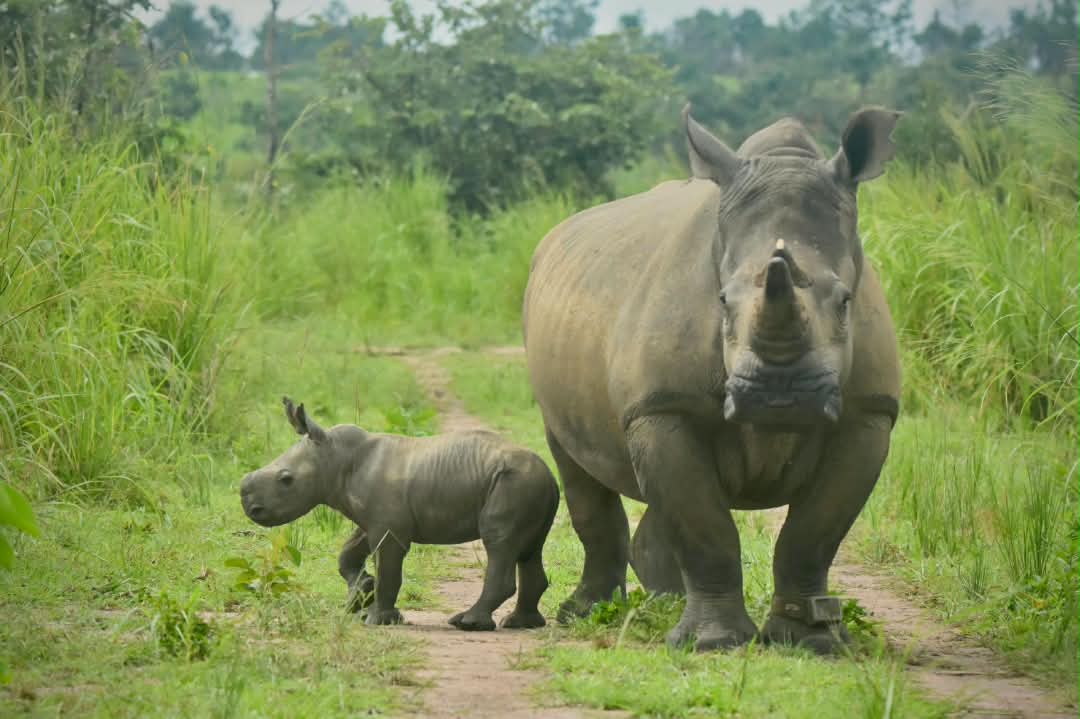 À GARAMBA, UN NOUVEAU-NÉ POUR RÉÉCRIRE L’HISTOIRE DU RHINOCÉROS BLANC